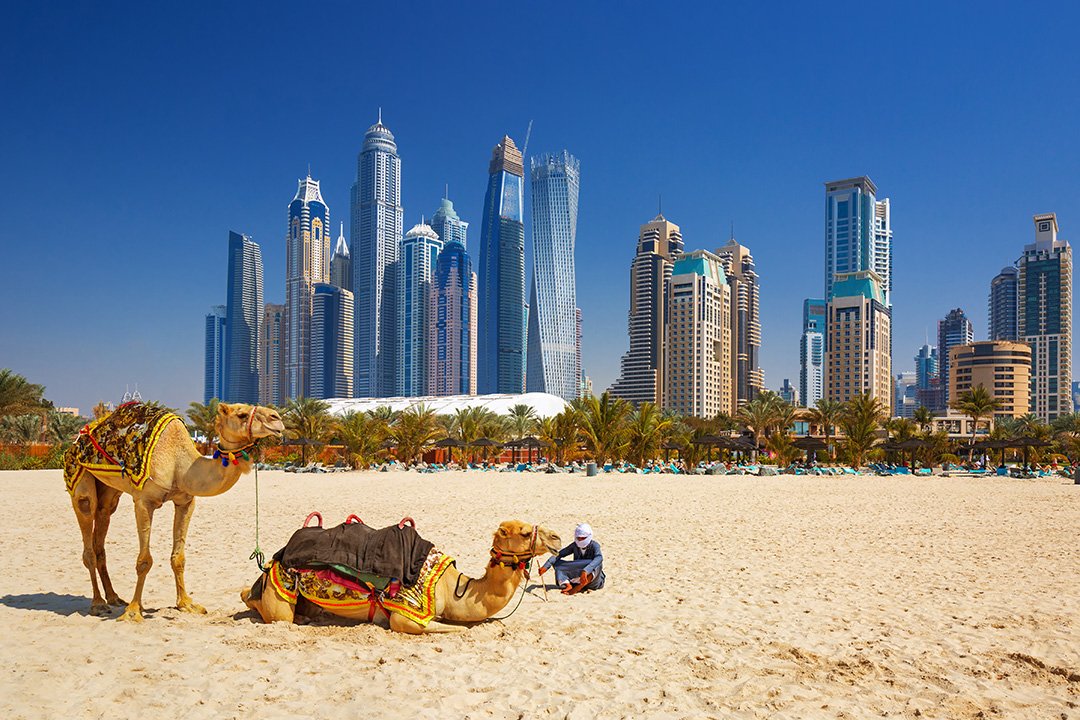 Dubai skyline with camels in front
